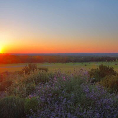 Blue Bonnet Sunset